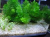 Natrual Aquarium sand