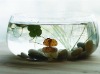 Small order Round clear glass fish bowl