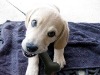 Wholesale 2011 new pet products