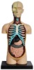 Anatomical Human Thoracic Cavity Model