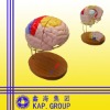 brain anatomical model educational model promotional gift