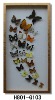 Wholesale Frame Butterfly