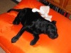 Wholesale Classic Duvet Dog Bed Biscuit