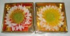 Wholesale floating candles