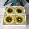 Wholesale floating candle