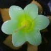 decorative water floating gifts candle