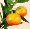 Wholesale WOW-Hotting 2011 Most best-selling artificial crystallized fruit decor
