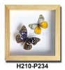 Wholesale Butterfly Home Decoration