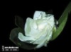 Wholesale Incense Stick Fragrance:Gardenia