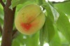Wholesale Incense Stick Fragrance:Peach