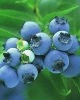 Wholesale Incense Stick Fragrance:Blue Berry