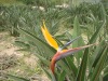 Wholesale Golden Swan