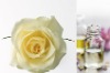 Wholesale sale incense fragrance with rose odor