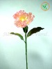 Peony stem