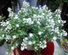Artificial flower/artificial plant--Begonia Plastic artificial flower plant