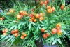 Artificial flower/artificial plant--Plastic artificial flower- tulip buds