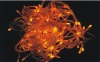LED Christmas Light / orange color