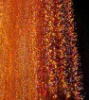 led curtain light/ led christmas light/christmas decorative light