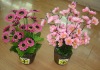 artificial mini bonsai--good and hot item for decoration