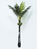 coconut palm tree BT02K25-180CM