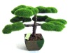 Wholesale bonsai trees