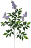 Bean flower