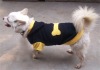Discount 30% New style pet dog apparel fashion