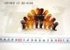 hair claw HA-8188