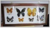 Wholesale Butterfly craft for decoration