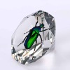 Wholesale Unique gifts--Real Green rose chafer